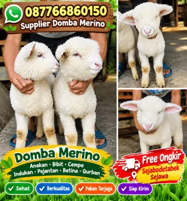 jual anakan cempe domba merino